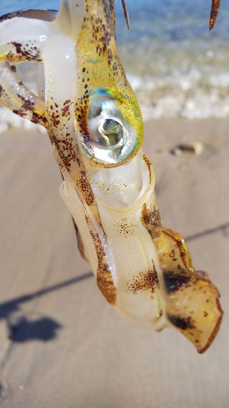 午後からエギング